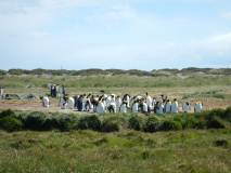 Parque National Pingüinos Rey